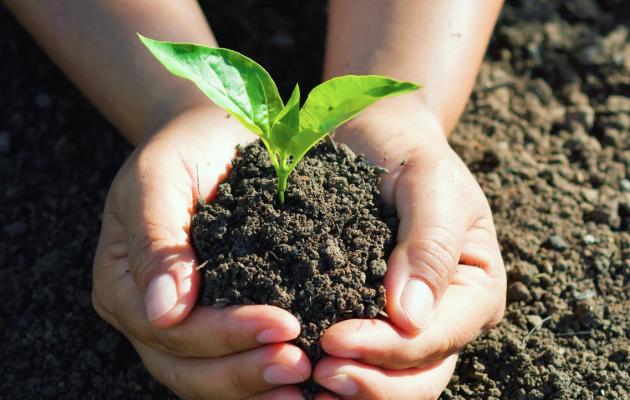 hands holding a plant shoot