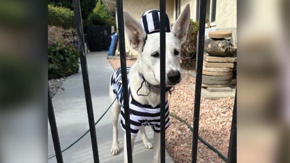 Dog in a prisoner costume
