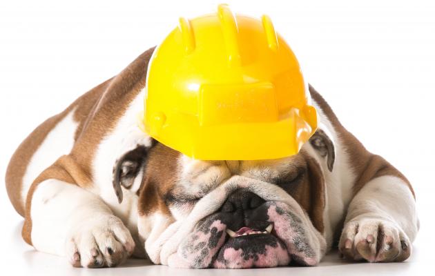 sleeping bulldog wearing a hard hat