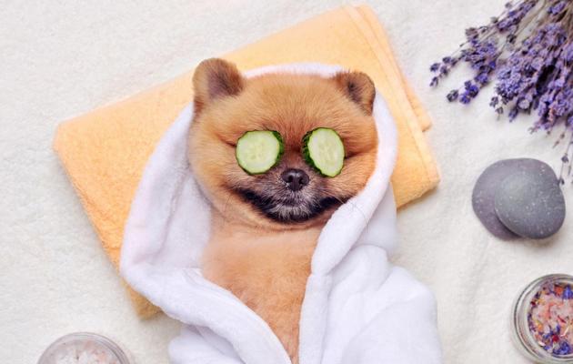 A photo of a Spitz dog relaxing at the Spa.