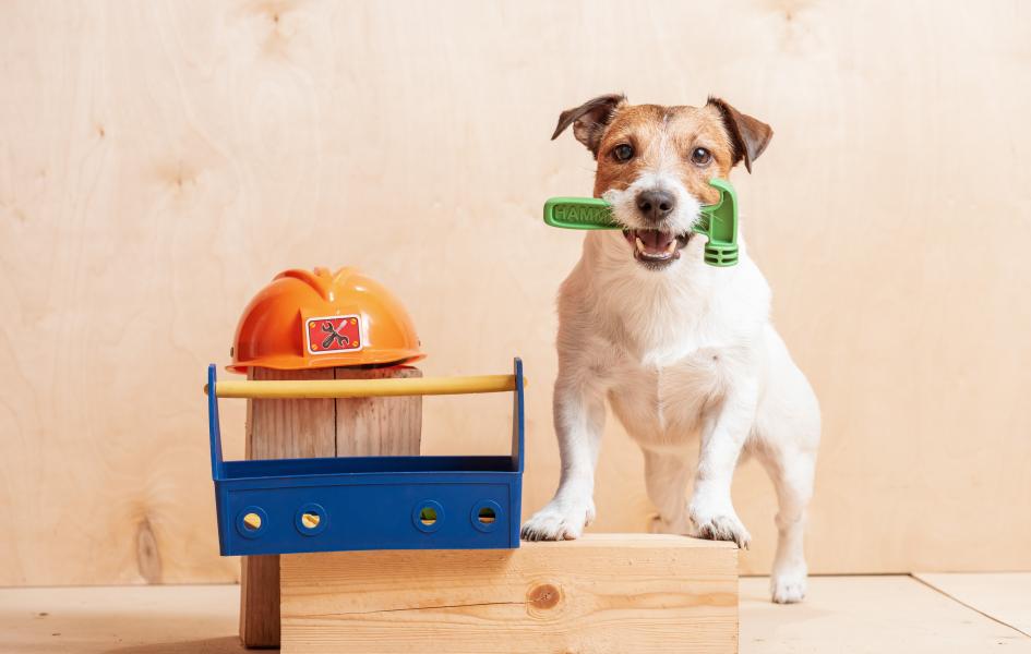 small dog standing nex to toolbox holding a hammer is his jaw