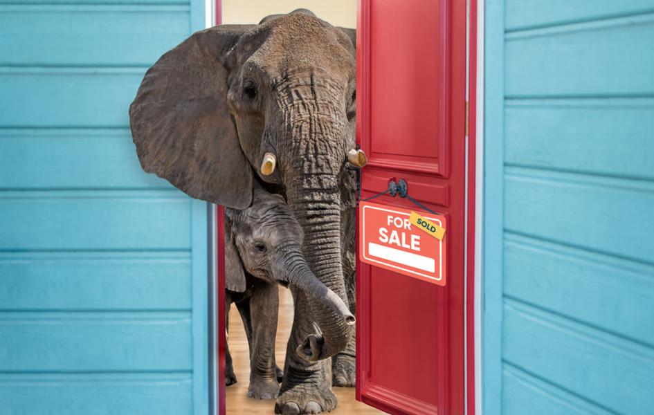 Elephants peeking out of the front door of their home.