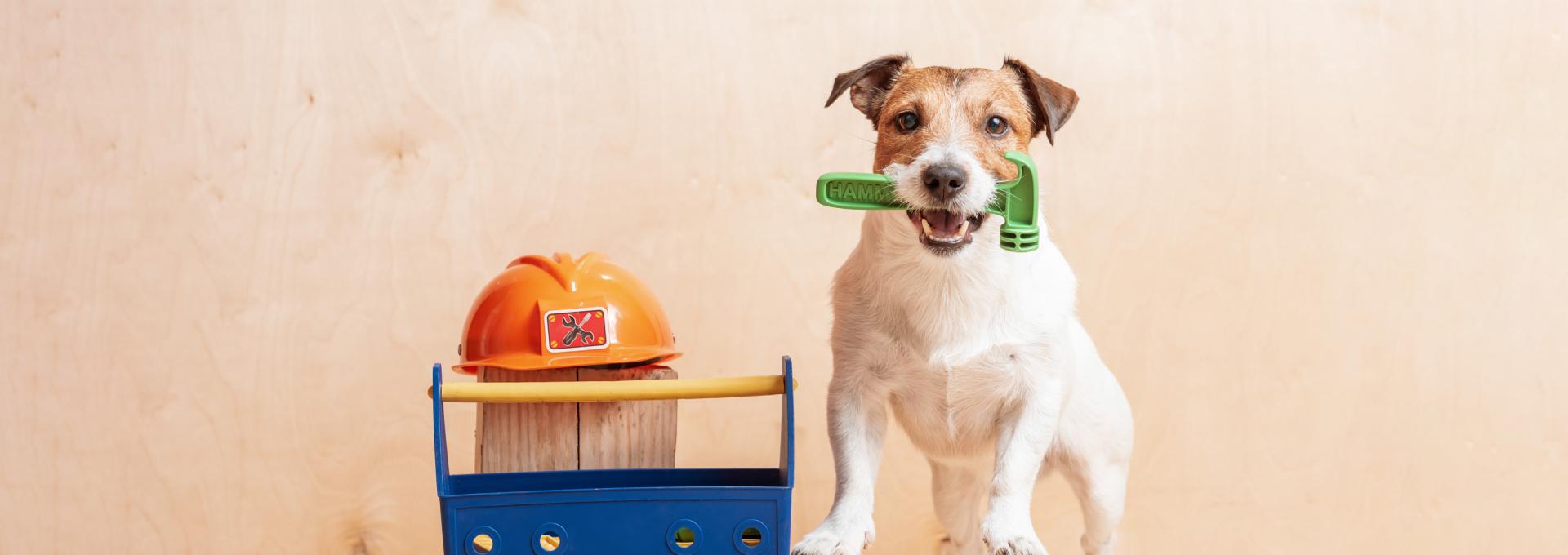 dog next to toolbox holding hammer in its jaw