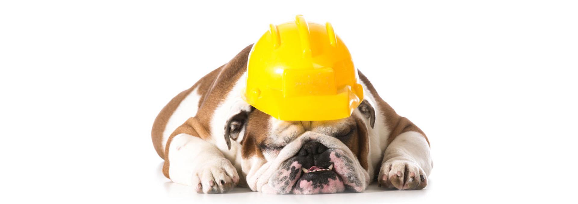 A sleeping dog with a yellow hard hat.